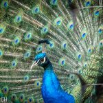 Peacock01